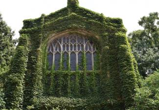 Ivy