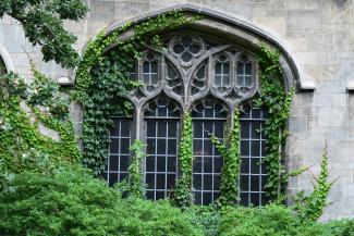 Window Covered in Green Ivy