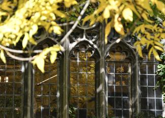 yellow leaves